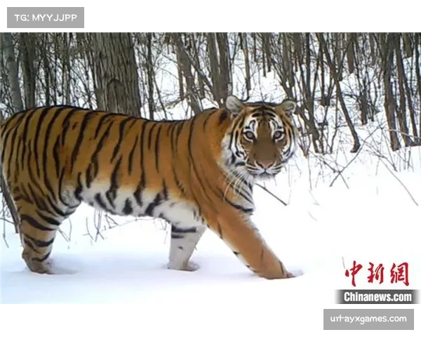 吉林东北虎外援琼斯提前结束本赛季，返回美国处理家庭事务